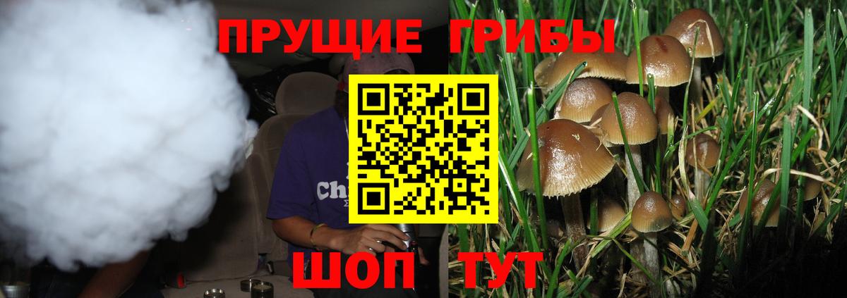 Санкт-Петербург  сколько стоит  Вход с VPN  Галлюциногенные грибы Psilocybine cubensis 